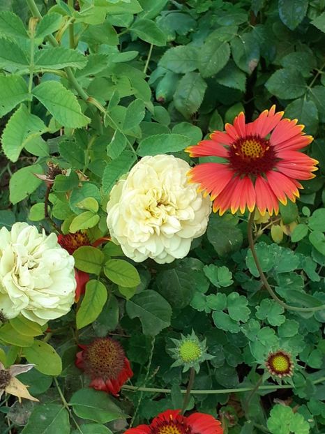  - 05 - TRANDAFIRII MEI ACHIZIȚIONAȚI IN DECURSUL ANILOR