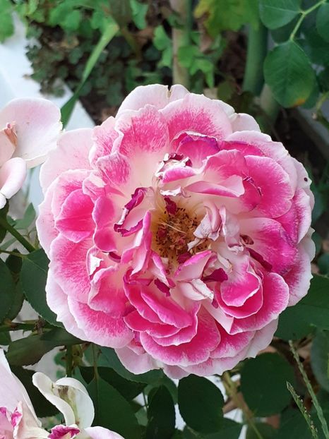  - 05 - TRANDAFIRII MEI ACHIZIȚIONAȚI IN DECURSUL ANILOR