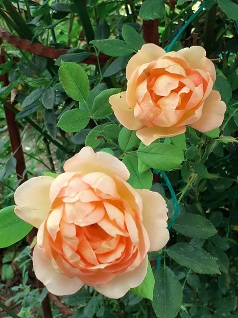  - 05 - TRANDAFIRII MEI ACHIZIȚIONAȚI IN DECURSUL ANILOR