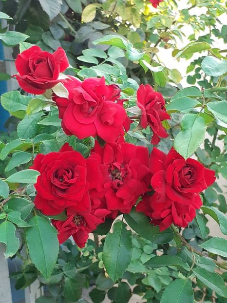  - 05 - TRANDAFIRII MEI ACHIZIȚIONAȚI IN DECURSUL ANILOR