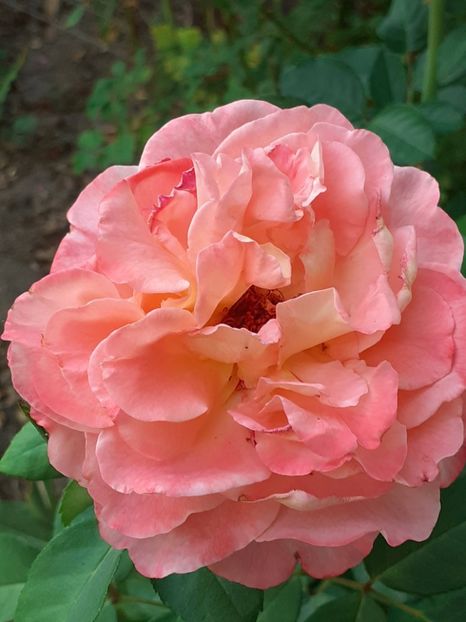  - 05 - TRANDAFIRII MEI ACHIZIȚIONAȚI IN DECURSUL ANILOR