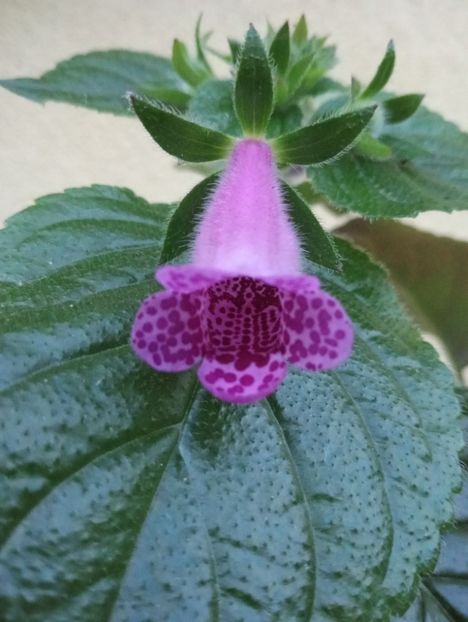 2025 - Gloximannia She s Dancing