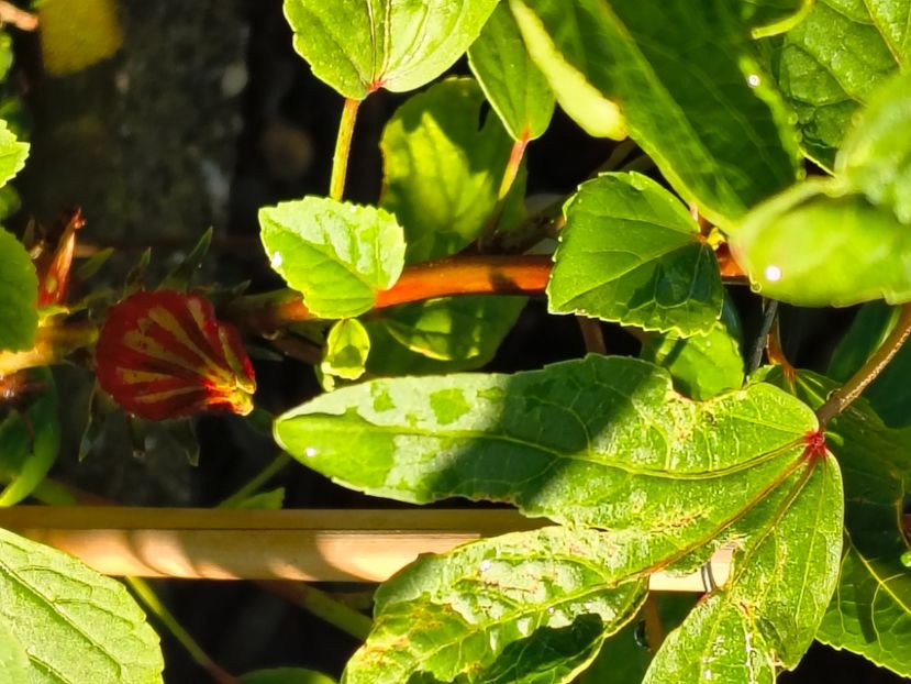 Sabdarifa{Red Roselle} - ProVegan