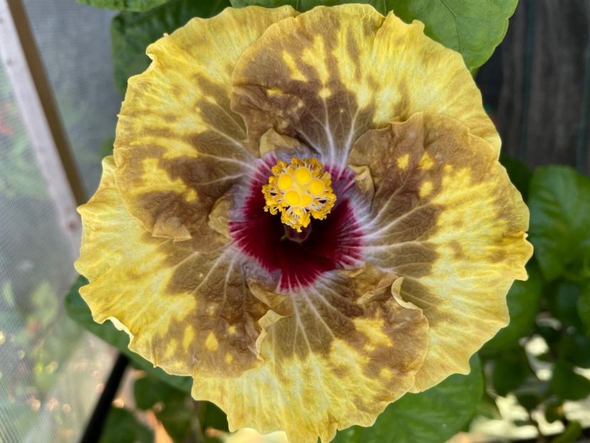  - 0006 - Hibiscusi 2025 - 2