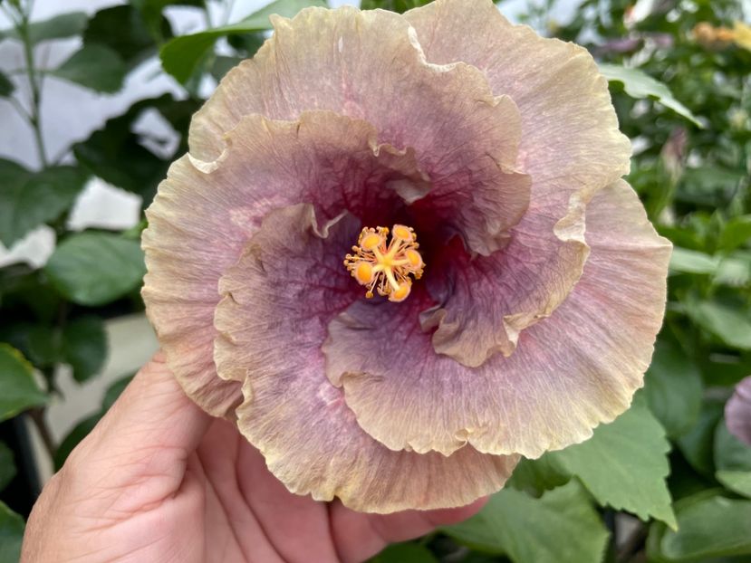  - 0006 - Hibiscusi 2025 - 2