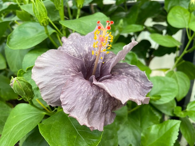  - 0006 - Hibiscusi 2025 - 2