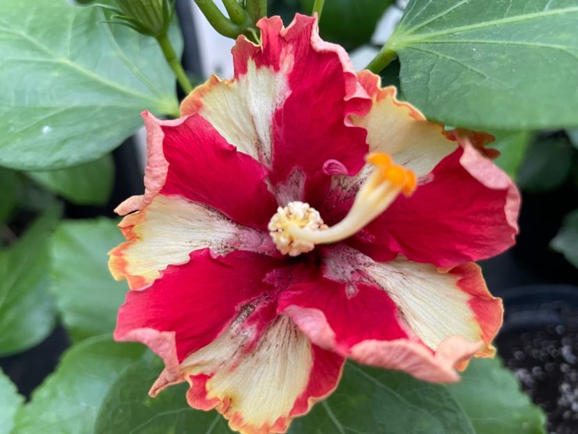  - 0006 - Hibiscusi 2025 - 2