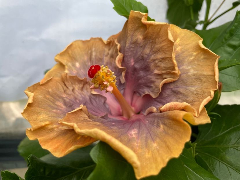  - 0006 - Hibiscusi 2025 - 2