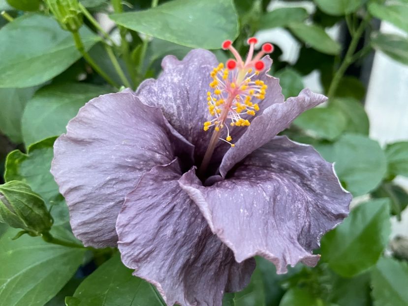  - 0006 - Hibiscusi 2025 - 2