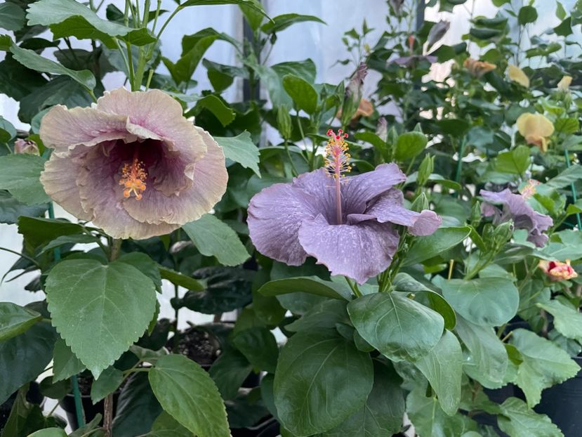  - 0006 - Hibiscusi 2025 - 2