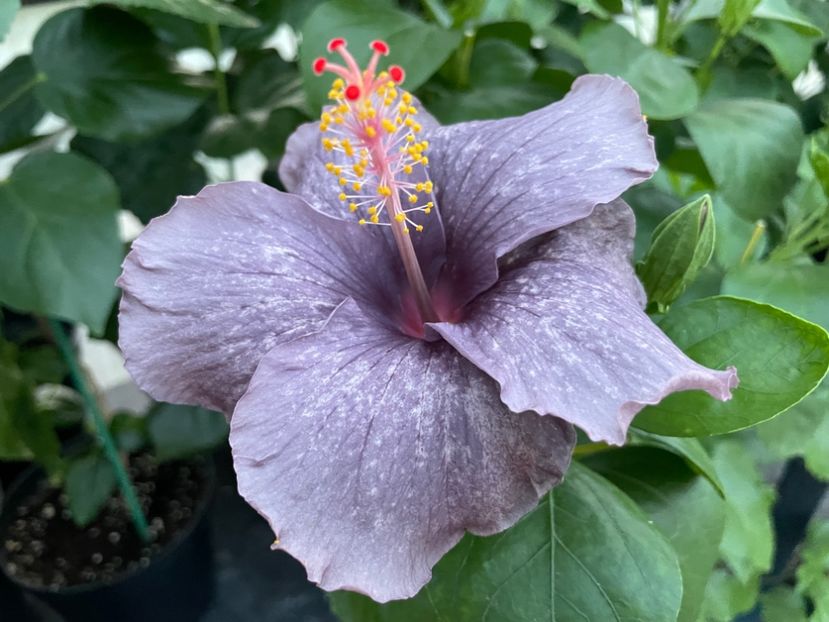  - 0006 - Hibiscusi 2025 - 2