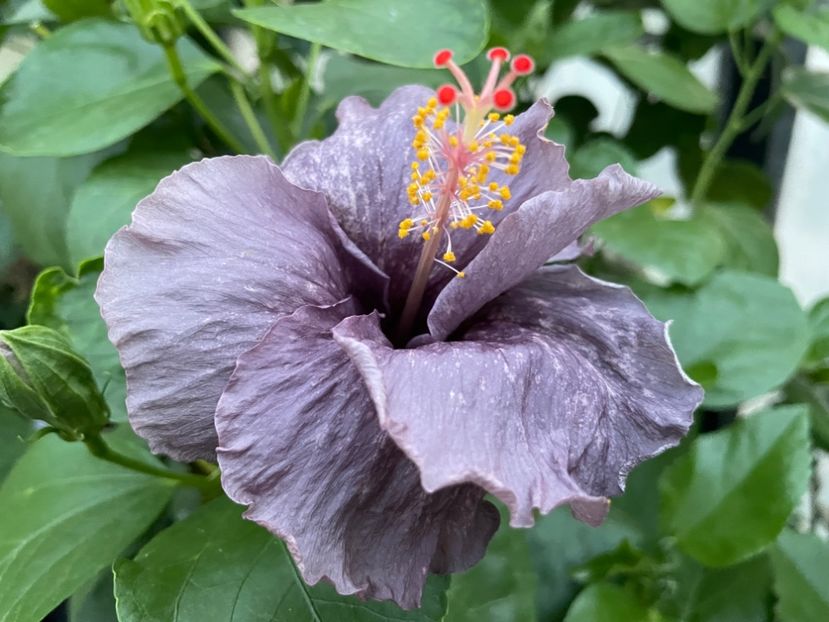  - 0006 - Hibiscusi 2025 - 2