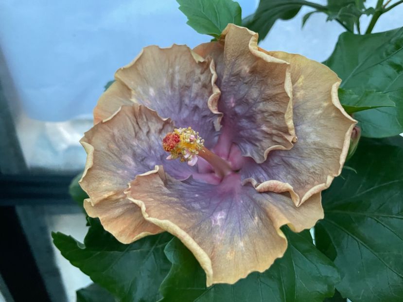  - 0006 - Hibiscusi 2025 - 2