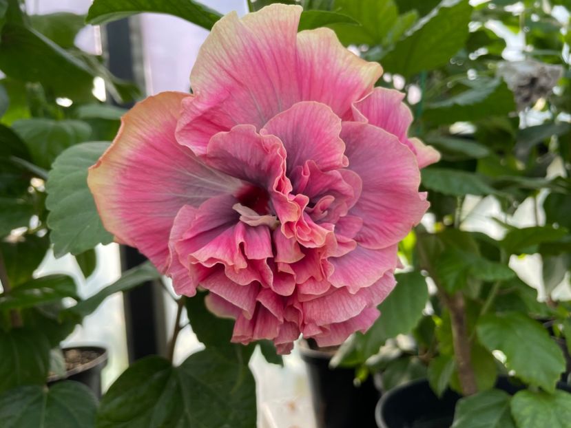  - 0006 - Hibiscusi 2025 - 2