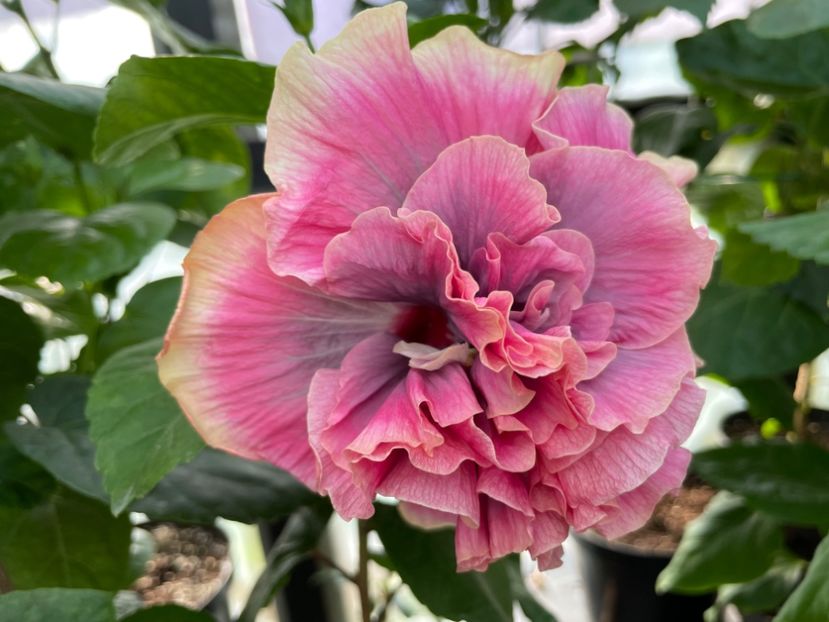  - 0006 - Hibiscusi 2025 - 2