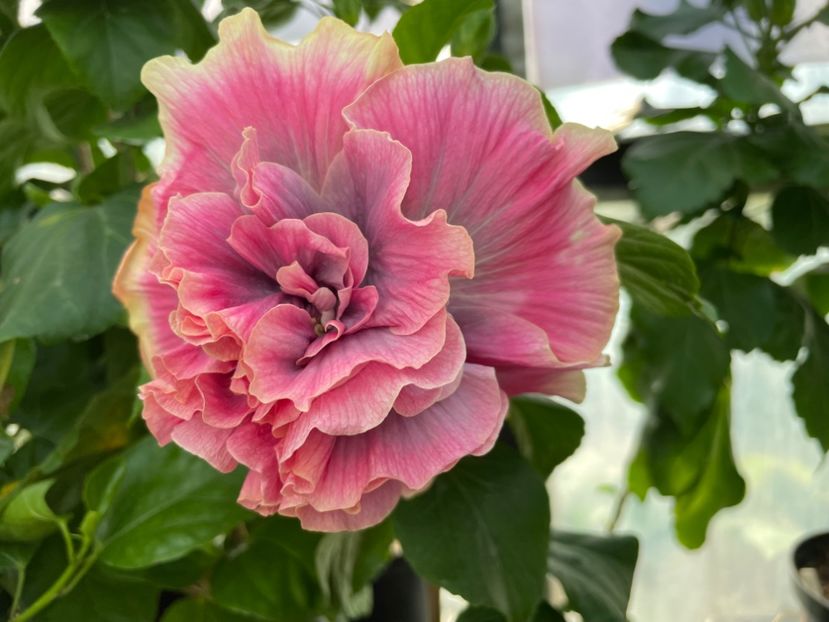  - 0006 - Hibiscusi 2025 - 2