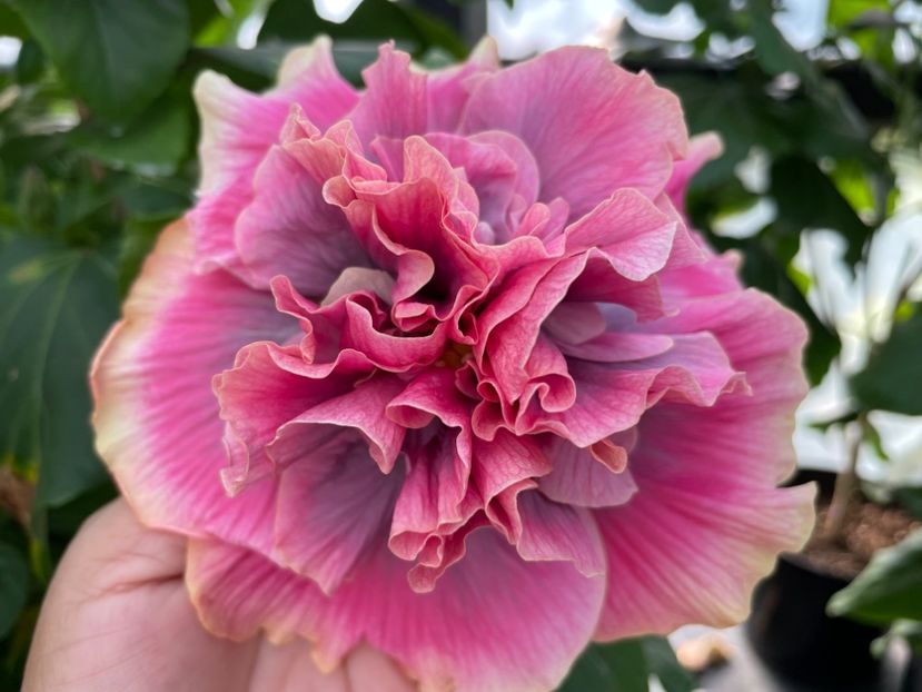  - 0006 - Hibiscusi 2025 - 2