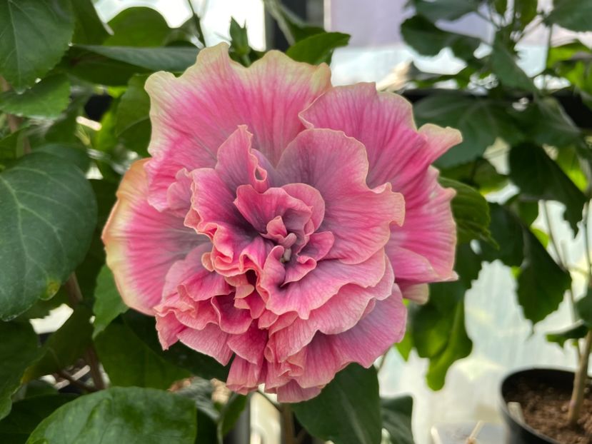  - 0006 - Hibiscusi 2025 - 2