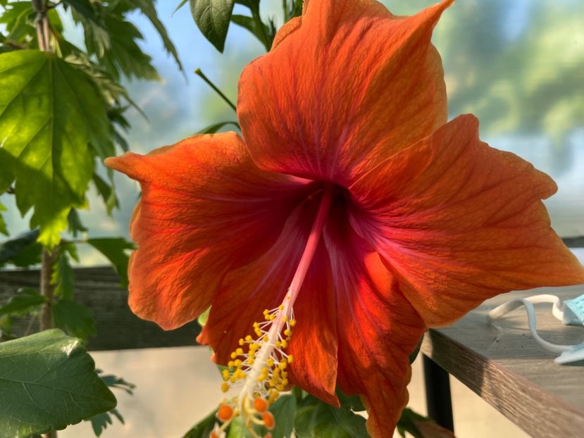  - 0006 - Hibiscusi 2025 - 2