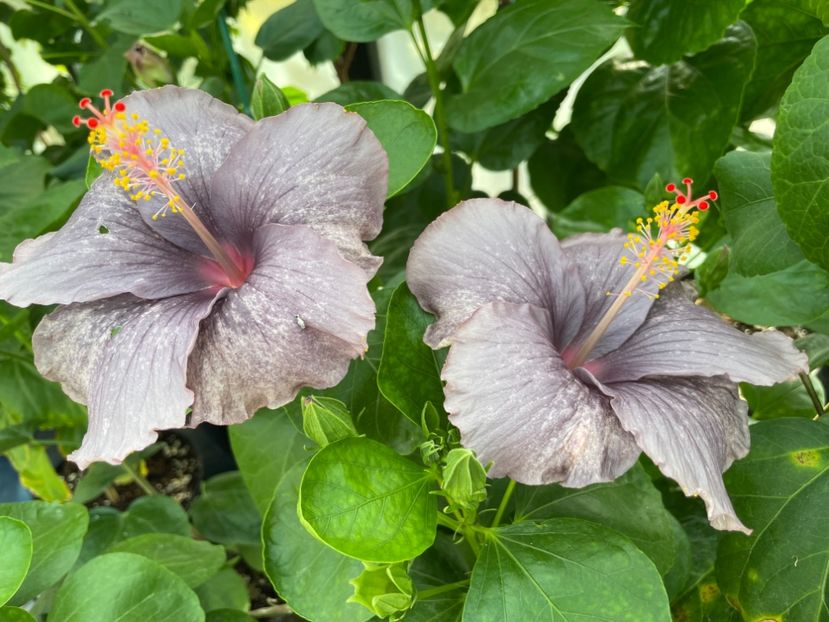  - 0006 - Hibiscusi 2025 - 2