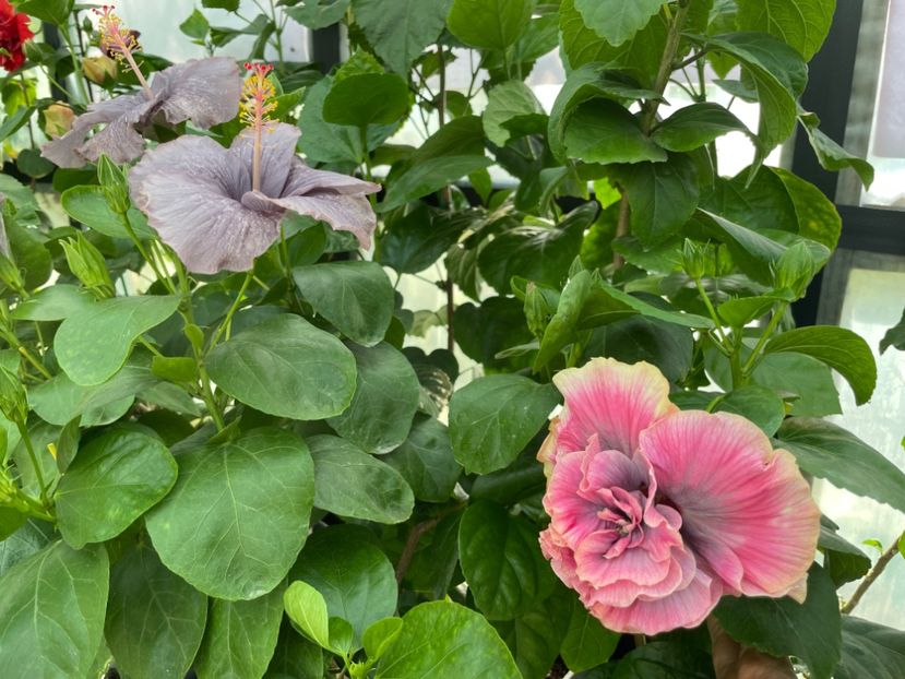  - 0006 - Hibiscusi 2025 - 2