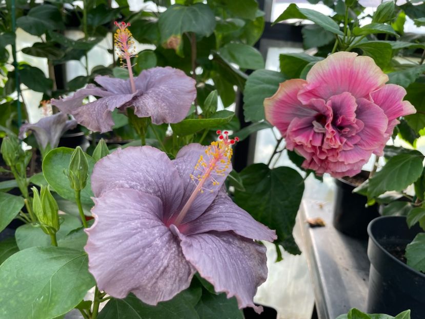  - 0006 - Hibiscusi 2025 - 2