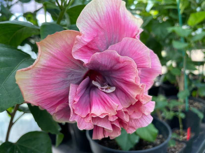  - 0006 - Hibiscusi 2025 - 2