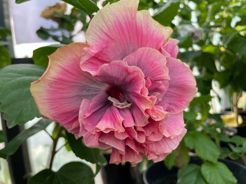  - 0006 - Hibiscusi 2025 - 2