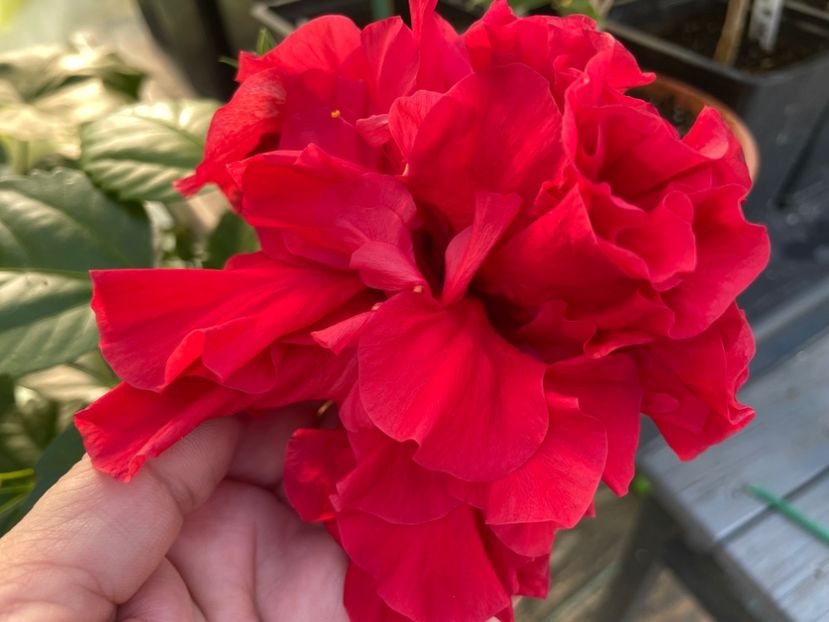  - 0006 - Hibiscusi 2025 - 2