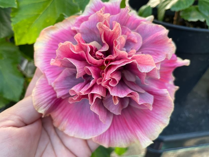  - 0006 - Hibiscusi 2025 - 2