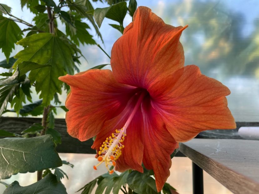  - 0006 - Hibiscusi 2025 - 2