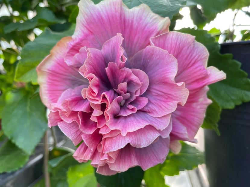  - 0006 - Hibiscusi 2025 - 2