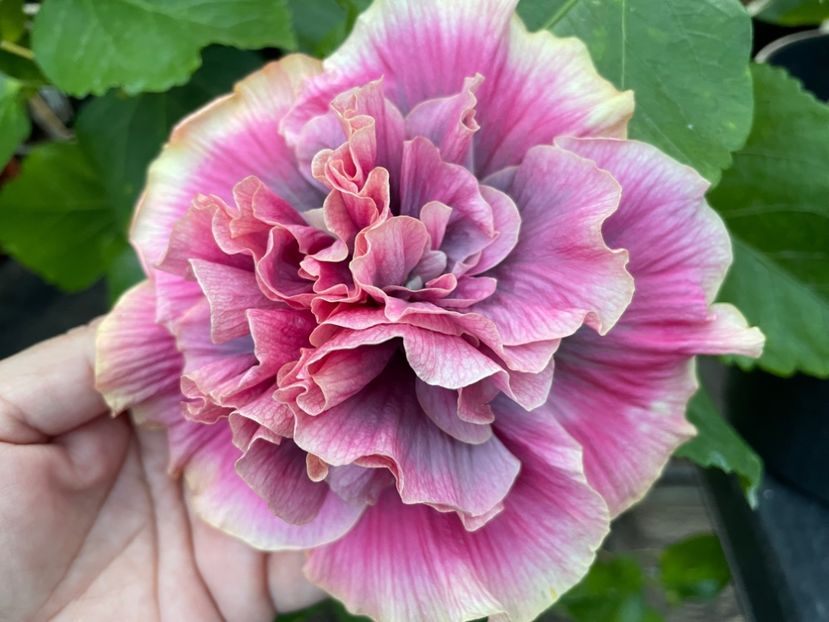  - 0006 - Hibiscusi 2025 - 2