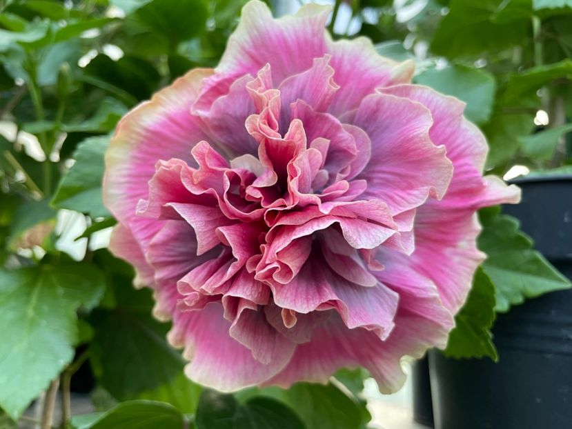  - 0006 - Hibiscusi 2025 - 2