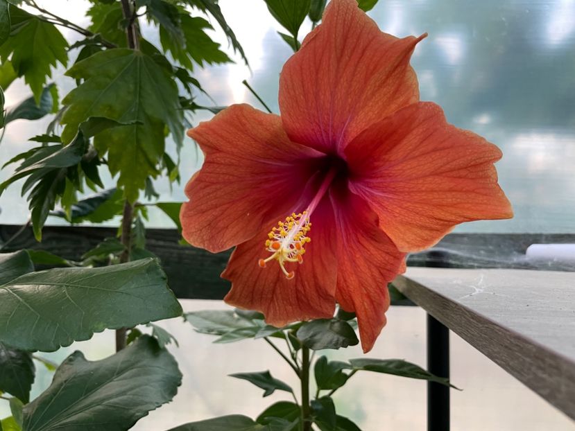  - 0006 - Hibiscusi 2025 - 2