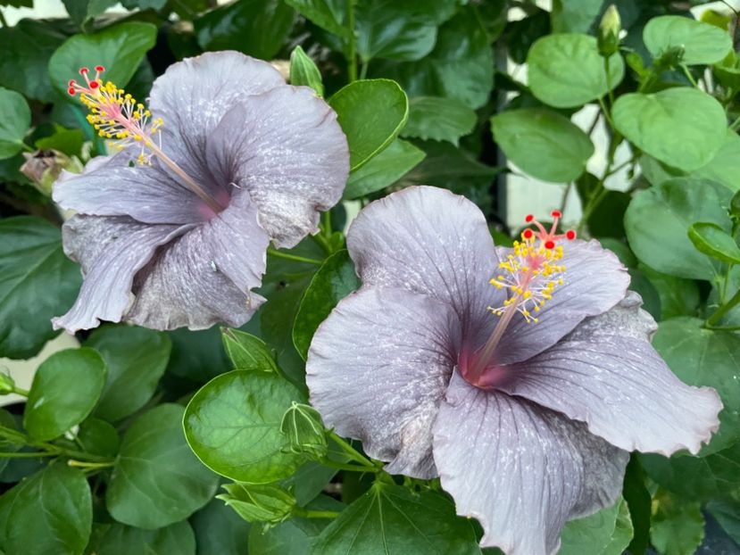  - 0006 - Hibiscusi 2025 - 2