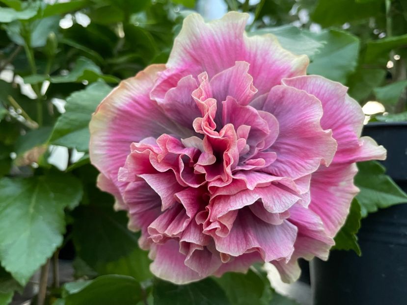  - 0006 - Hibiscusi 2025 - 2