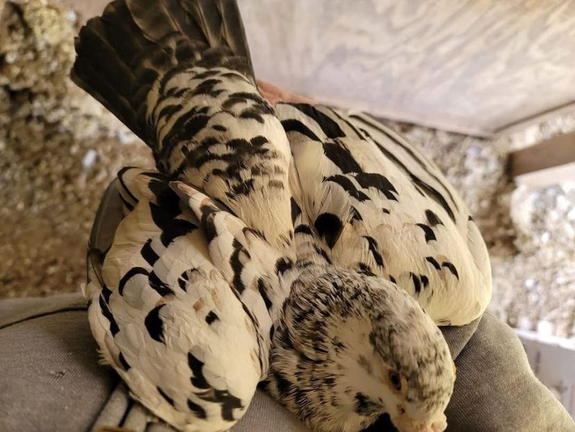  - Nu îmi aparțin 10