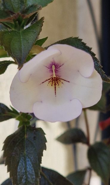 Charity - Achimenes 2025
