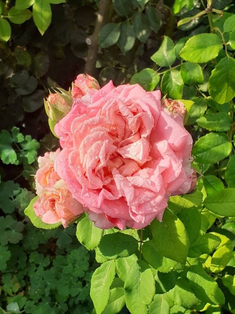  - 05 - TRANDAFIRII MEI ACHIZIȚIONAȚI IN DECURSUL ANILOR