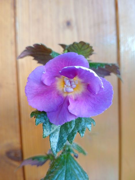 BriDs Regina Guil - - - - 2025