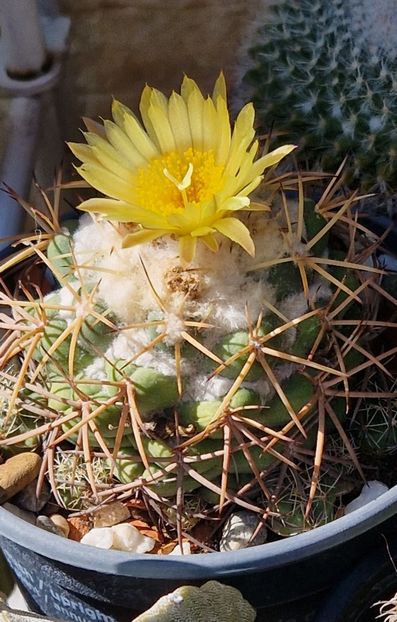 Coryphanta sulcolanata - Cactusi si suculente 2020-2021-2022-2023- 2024-2025