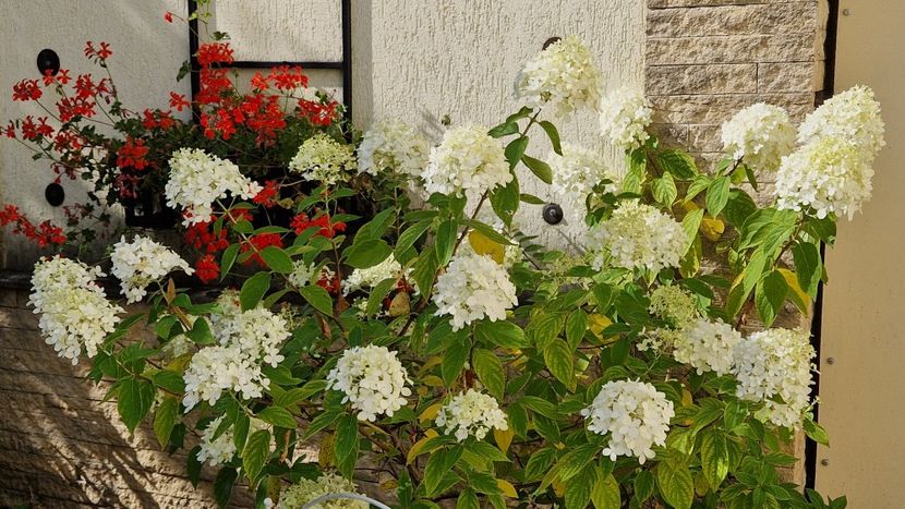 Hydrangea paniculata arborescens - 2025