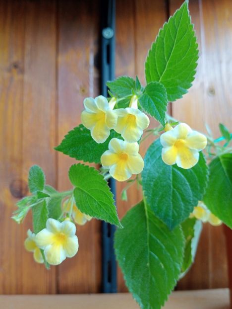  - AnYa s Olga Pidpala