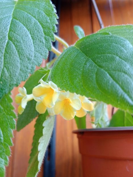  - AnYa s Olga Pidpala