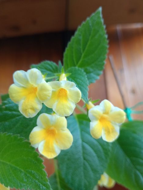  - AnYa s Olga Pidpala