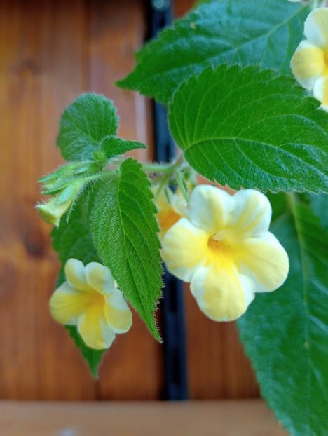  - AnYa s Olga Pidpala