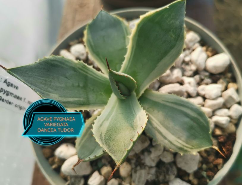 AGAVE PYGMAEA VARIEGATA 2025 - Agave Seemanniana syn pygmae