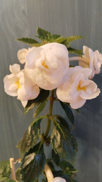  - 2025-RF s PINA COLADA