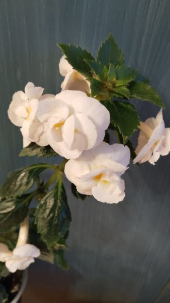  - 2025-RF s PINA COLADA